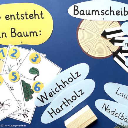 Medien Holzeinführung, Jahresringe, Wie entsteht ein Baum, Hartholz, Laubbaum, Nadelbaum, Weichholz, Grundschule, Mittelschule